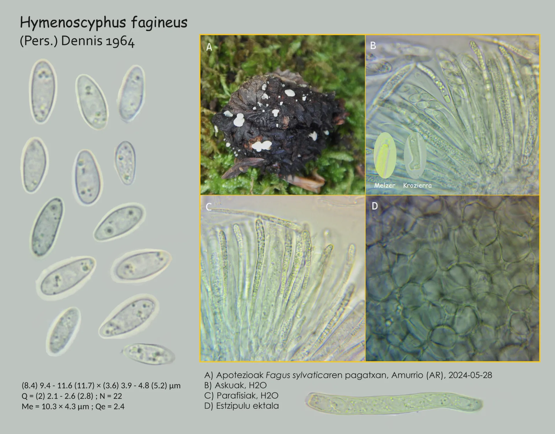 Microscopía de Hymenoscyphus fagineus